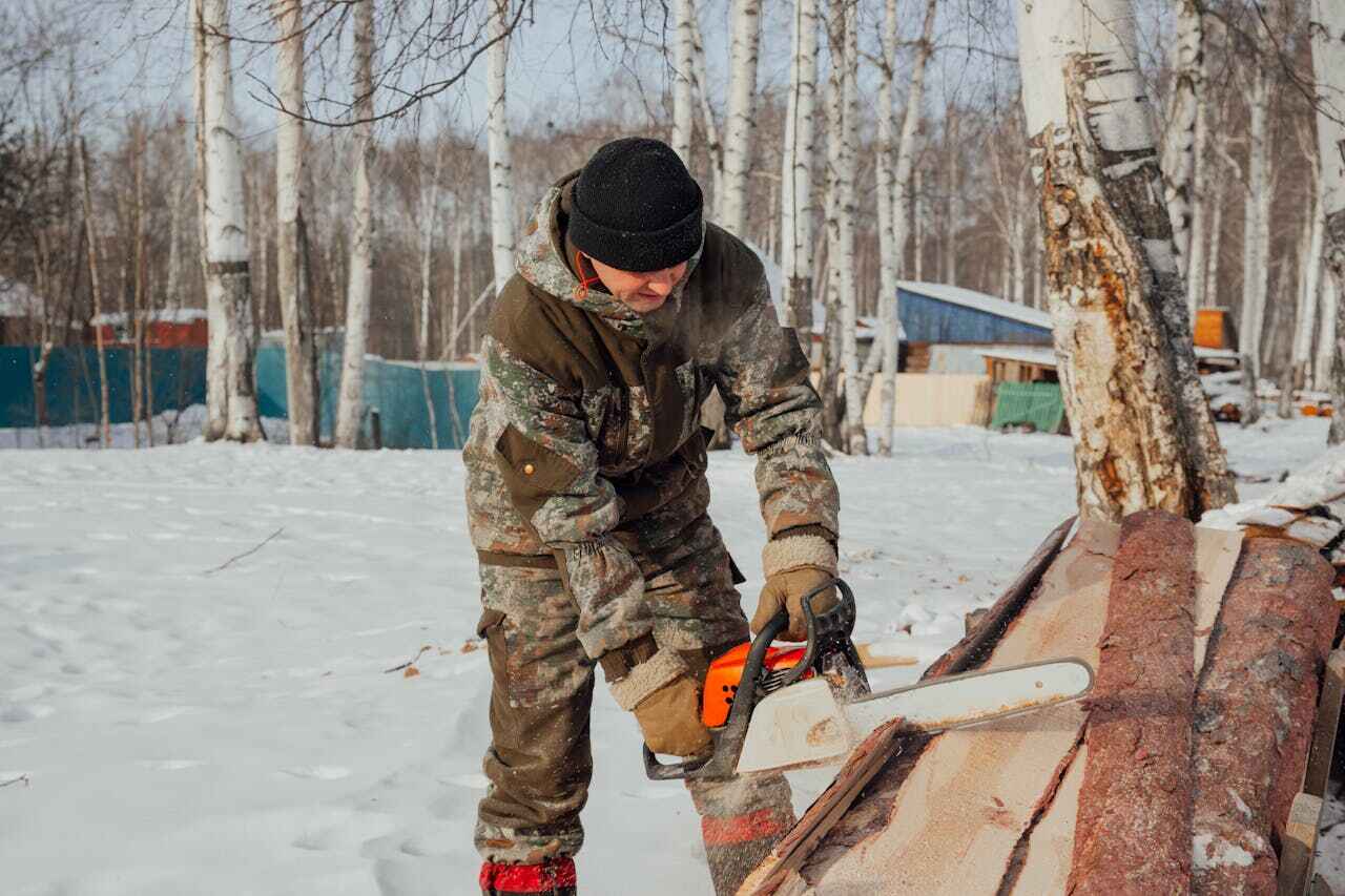 Best Large Tree Removal  in Evergreen, CO